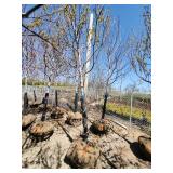 Autumn Blaze Ball and Burlap