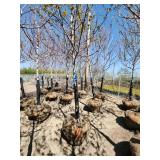 Autumn Blaze Ball and Burlap