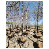 Autumn Blaze Ball and Burlap