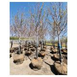 Autumn Blaze Ball and Burlap