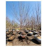 River Birch B&B - 12-14