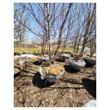 River Birch B&B - 12-14