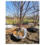 River Birch B&B - 12-14