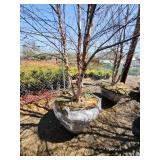 River Birch B&B - 12-14