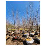 River Birch B&B - 12-14