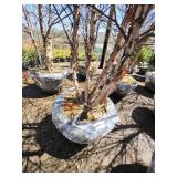 River Birch B&B - 12-14