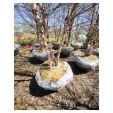 River Birch B&B - 12-14