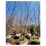 River Birch B&B - 12-14