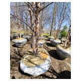 River Birch B&B - 12-14