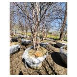 River Birch B&B - 12-14