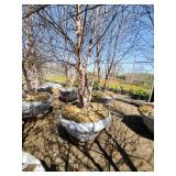 River Birch B&B - 12-14