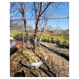 River Birch B&B - 12-14