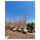 River Birch B&B - 12-14