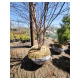 River Birch B&B - 12-14