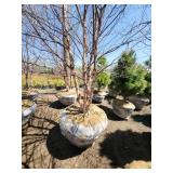 River Birch B&B - 12-14