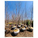 River Birch B&B - 12-14