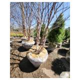 River Birch B&B - 12-14