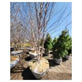 River Birch B&B - 12-14