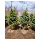 Black Hills Spruce B&B