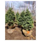 Black Hills Spruce B&B