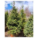 Black Hills Spruce B&B