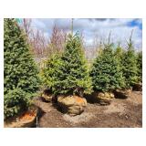 Black Hills Spruce B&B