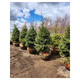 Black Hills Spruce B&B