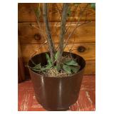 Fabulous Faux Ficas Tree