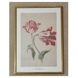"Study of Tulips" Print by Jacob Marrel