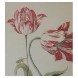 "Study of Tulips" Print by Jacob Marrel