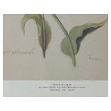 "Study of Tulips" Print by Jacob Marrel