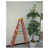 Artificial Ficus Tree in White Planter 6ft Decor