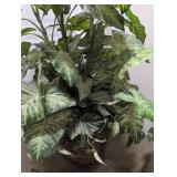Artificial Variegated Plant in Woven Basket