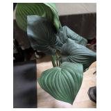 Artificial Large Leaf Potted Plant