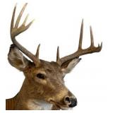 Vintage 1980 Whitetail Deer Head Mount in Nice Condition