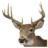 Vintage 1980 Whitetail Deer Head Mount in Nice Condition