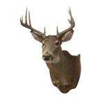 Vintage 1980 Whitetail Deer Head Mount in Nice Condition
