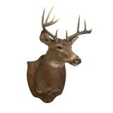 Vintage 1980 Whitetail Deer Head Mount in Nice Condition