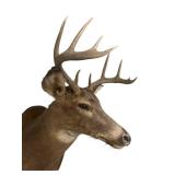 Vintage 1980 Whitetail Deer Head Mount in Nice Condition