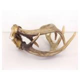 Sinew Connected Set of Deer Antlers