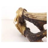 Sinew Connected Set of Deer Antlers