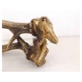 Sinew Connected Set of Deer Antlers