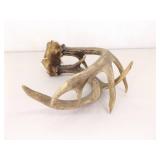 Sinew Connected Set of Deer Antlers