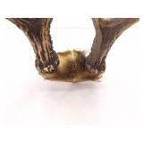 Sinew Connected Set of Deer Antlers