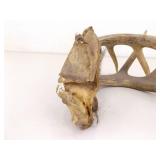 Sinew Connected Set of Deer Antlers