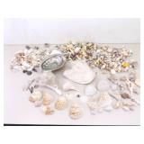 Large Lot of Sea Shells, Clam Shells, Conch Shells, etc.
