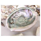 Large Lot of Sea Shells, Clam Shells, Conch Shells, etc.