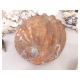 Large Lot of Sea Shells, Clam Shells, Conch Shells, etc.