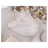 Large Lot of Sea Shells, Clam Shells, Conch Shells, etc.