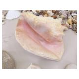 Large Lot of Sea Shells, Clam Shells, Conch Shells, etc.